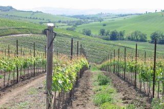 immagini a rotazione