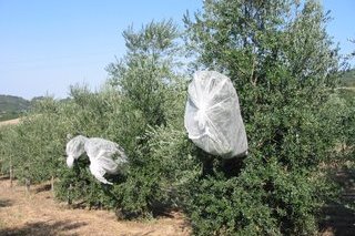 immagini a rotazione