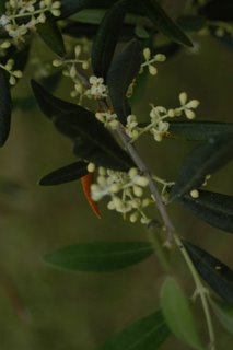 Fiori ulivo